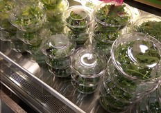 Insalata di quarta gamma pronta per essere consumata. Per il condimento, non c'è problema: minibustine di aceto, salse, sale ecc. sono disponibili in ogni punto vendita.