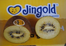 Kiwi Jintao