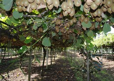 Piantagione superstite di Hort 16 A a Latina.