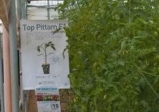 L'interno della serra dimostrativa.