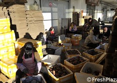 Confezionamento manuale. In quel momento la temperatura era di alcuni gradi sotto lo zero