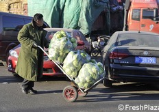 Cavolo verza in grandi sacchi di plastica