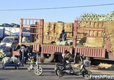 Interi camion di cavolo verza con il prodotto protetto dal gelo con plastica e pagliericci