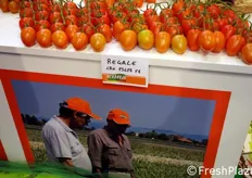 La nuova proposta nel segmento pomodori di Cora Seeds: il midi plum Regale F1.