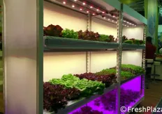 Tra le proposte di Enza Zaden a Fruit Logistica 2017 anche questa linea di lattughe appositamente sviluppate per il Vertical farming con illuminazione a luce LED.