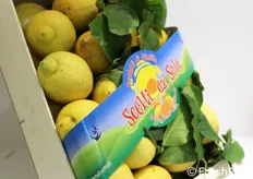 L'azienda a gestione familiare e' specializzata soprattutto nella produzione e vendita all'ingrosso di limoni di Sicilia, gia' confezionati.