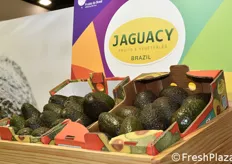Avocado dal Brasile