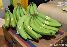 Banane dell'azienda Ginafruit (Ecuador)