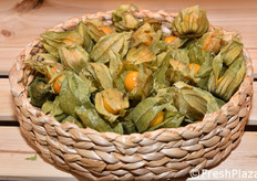 Alchechenge (physalis) dal Peru'