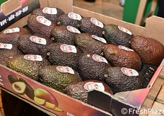 Avocado nello stand della compagnia sudafricana Hall's