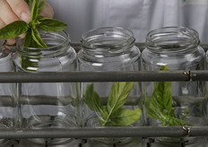 Invasettamento a mano del basilico.