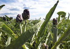 Coltivazione di carciofi Morelli Toscani.