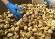 Lavorazione dei carciofi Morelli Toscani.