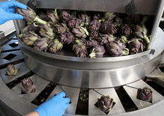 Taglio delle cime dei carciofi Morelli Toscani.