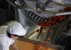 Lavorazione del pomodoro.