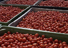 Pomodori in bins, pronti per essere lavorati.