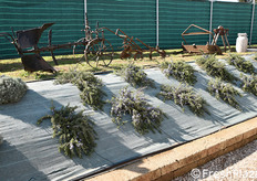 Antichi attrezzi agricoli risalenti all'epoca della bonifica delle paludi pontine.