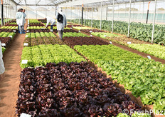 Campi demo per le lattughe, allestiti con somma cura.