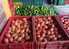 Il Tamarillo (o Tomate de arbol).