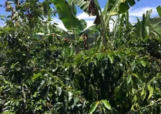 Questa e le successive foto sono riferite all'azienda Santo Frio. Qui, piante di Platàno, usate come ombreggianti nelle coltivazioni di caffè.