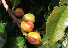 I frutti del caffè.