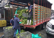 L'arrivo del Platàno dalle aziende agricole.