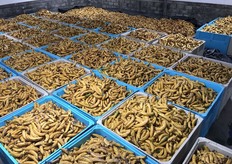 La maturazione del Platàno in bins prima della trasformazione.