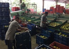 Lavorazione di prodotto fresco in Frubelca.