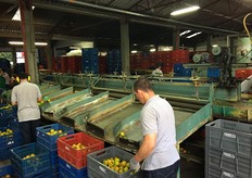 Lavorazione di prodotto fresco in Frubelca.