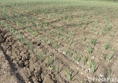 Aglio seminato con seminatrice pneumatica a 40 cm fra le file e 12 cm sulla fila.