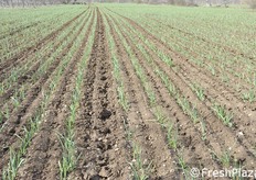 Appezzamento di circa 2 ettari di Aglio rosso di Sulmona.