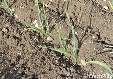 Terreno sassoso, ideale per la coltivazione dell'aglio che teme i terreni pesanti e argillosi.