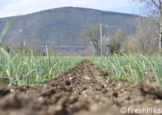 L'aglio non può tornare nello stesso appezzamento prima di 3-4 anni, così da evitare problemi di stanchezza del terreno.