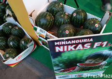 La minianguria Nikas F1 di Cora Seeds.