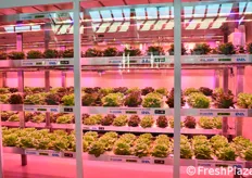 L'interno del container BoxXLand, che consente la coltivazione di ortaggi a foglia, erbe aromatiche e fragole ovunque nel mondo, grazie all'ambiente protetto a ciclo chiuso.