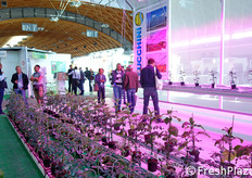 Piante in fuorisuolo.