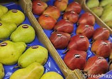 Pere a marchio Julius.