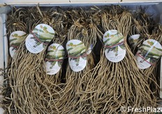 Zampe di asparago di Coviro.