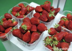 La fragola, protagonista di Macfrut 2017.