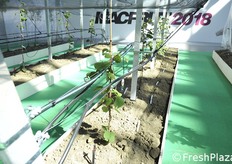 Sistema di irrigazione su kiwi.