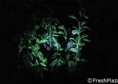Ecco il momento clou dell'incontro. La verifica, in piena notte, dell'effetto di bagnatura. Si nota la soluzione fluorescente su foglie e frutti.