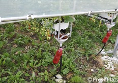 Le trappole contro la Drosophila.