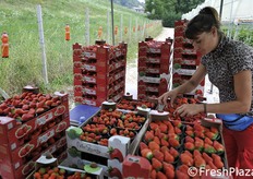 Lavorazione per il peso garantito.