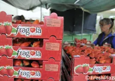 Brand Fragolà, un marchio ormai conosciuto nel settore delle fragole di montagna.