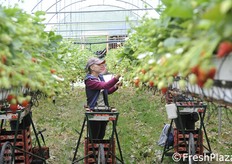 La comodità del fuorisuolo sta anche nella raccolta in piedi.