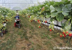 Particolare delle fragole.