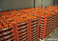 Dal campo alla cella di stoccaggio in poche ore.