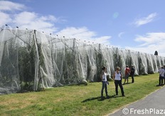 Impianto di pero protetto da reti antigrandine con reti di chiusura in testata.