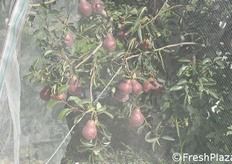 Particolare delle reti a protezione di William rosso.