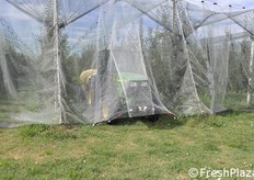 Momento di uscita del trattore dal filare.